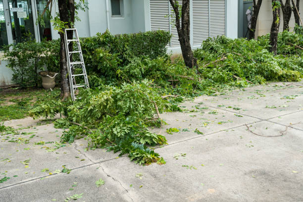 Best Fruit Tree Pruning  in Wye, MT